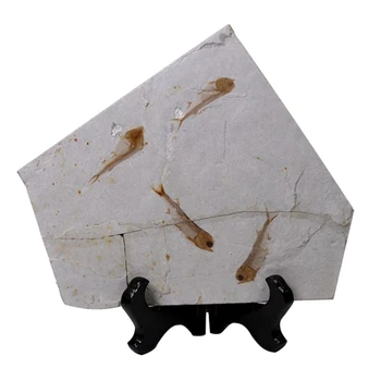 

Fish Fossil Real From Western Liaoning China Lycopter 150 Million Years Ago