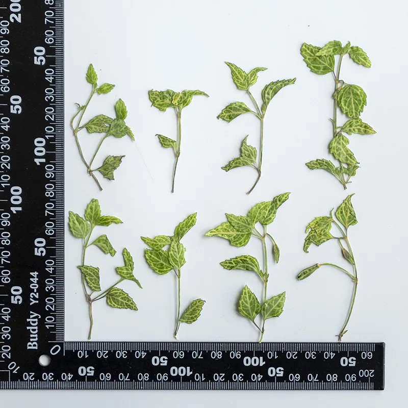 

120pcs Pressed Dried Flower Green Leaf With Stem Herbarium Epoxy Jewelry Bookmark Phone Case Makeup Nail Art Craft DIY