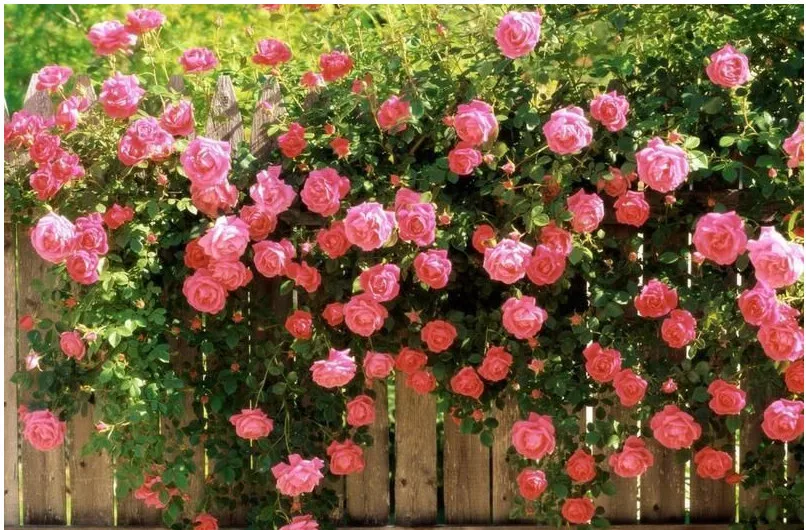 Rosa, альпинизма, растения, polyantha Rose, платье с цветочным узором в китайском карликовые деревья, альпинизма, розы, сад, 200 шт./пакет