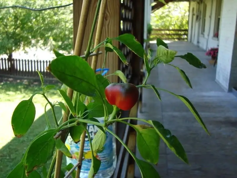 Натуральный свежий редкий "красная вишня" перец ОО(горячий чили) Органические овощные Oosementes