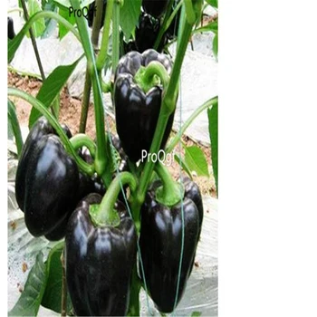 

Ngryise 3000pcs a set black sweet Capsicum