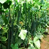 Garden Supplies
