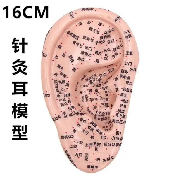 Professionelle 13 cm Human Akupunktur Ohr Modell Reflexzonenmassage Acupoint 
