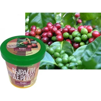 

Set for growing coffee Arabic