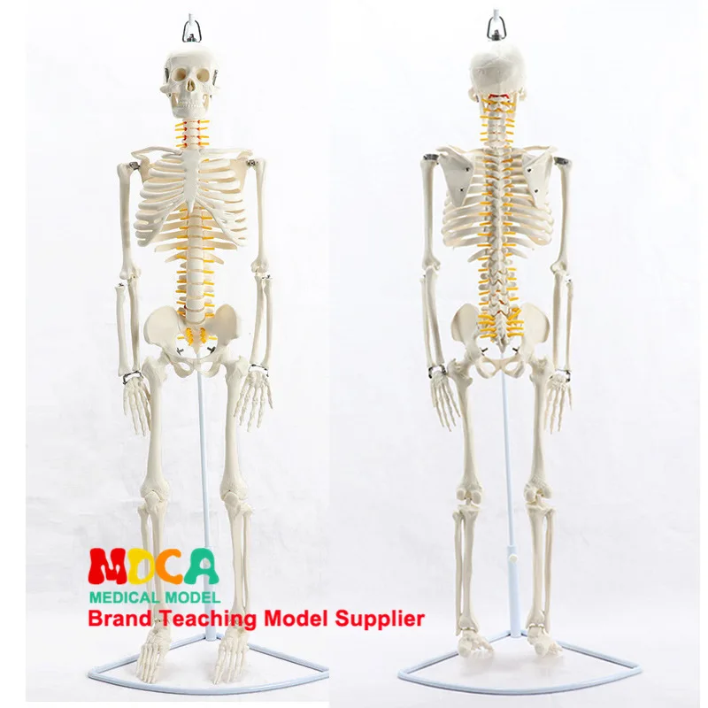 

85cm Mounted Human Skeleton Spinal Nerve Model Medicine for Yoga Fitness Teach Learning Bones Model Mgg202