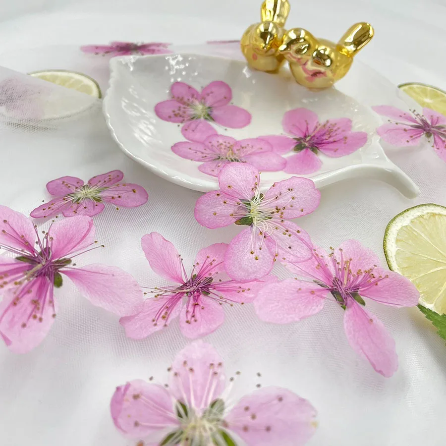 50pcsPressedDriedNaturalWhitePinkPeachBlossomsFlowerPlantHerbariumForJewelry