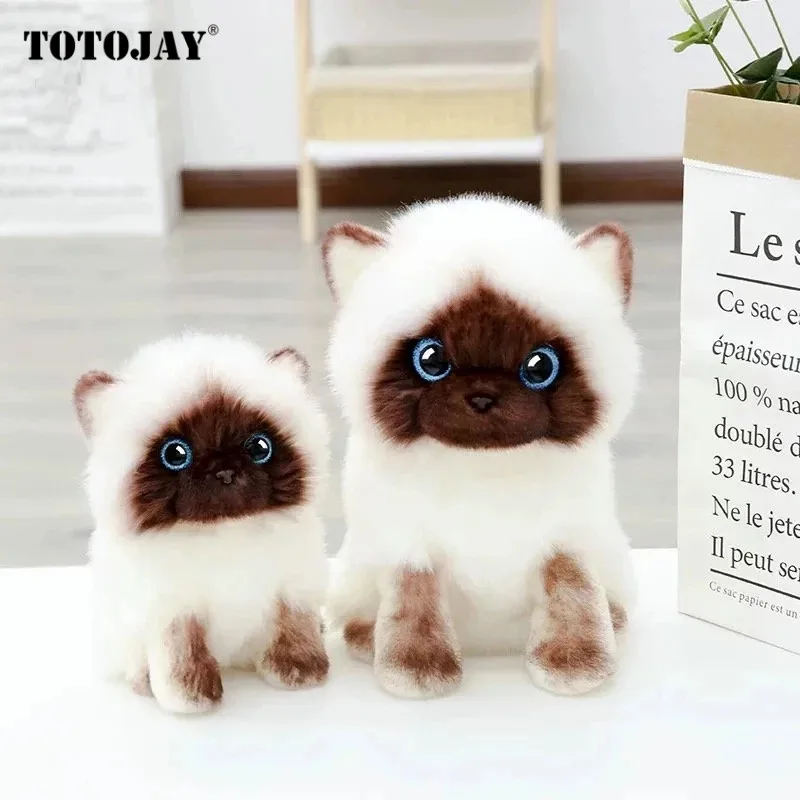 Peluche Chat Siamois 30cm Jouet De Simulation Paillettes Bleues Yeux De Chat Visage Marron Et Blanc Chat Decoration De Maison Cadeau Mignon Aliexpress Jeux Et Loisirs