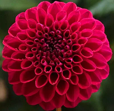 4 100 шт./упак. Dahlia цветочных растений, красивые и популярные цветок, бонсай для дома и сада и крыша здания, легко растить - Цвет: 4