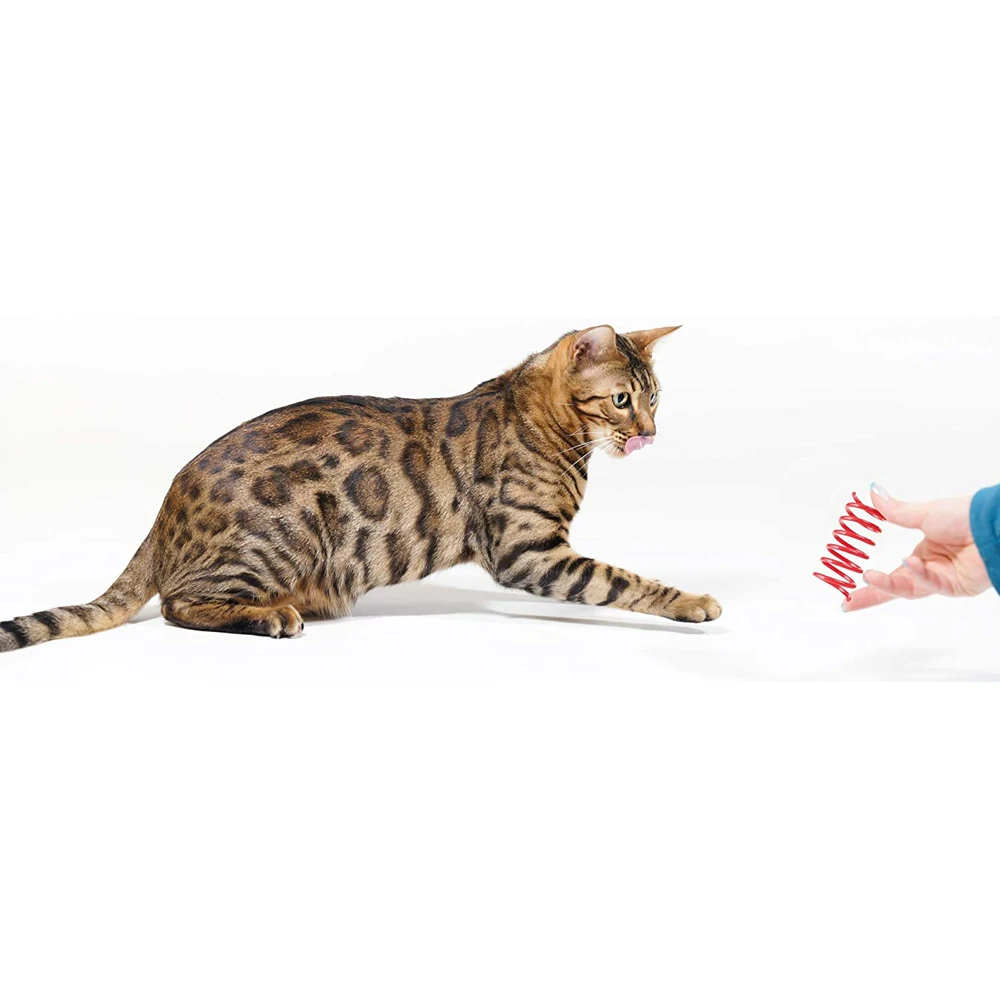 4pcs Kitten Cat Toys Durable Cat Spring Toy Colorful Springs Pet Toy Coil Spiral Springs Pet Life