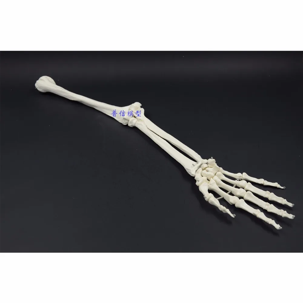 Верхняя конечность костная рука и радиус рука Кость медицинская наука школа Обучающие принадлежности 1:1 модель костной кости человека рука взрослого человека