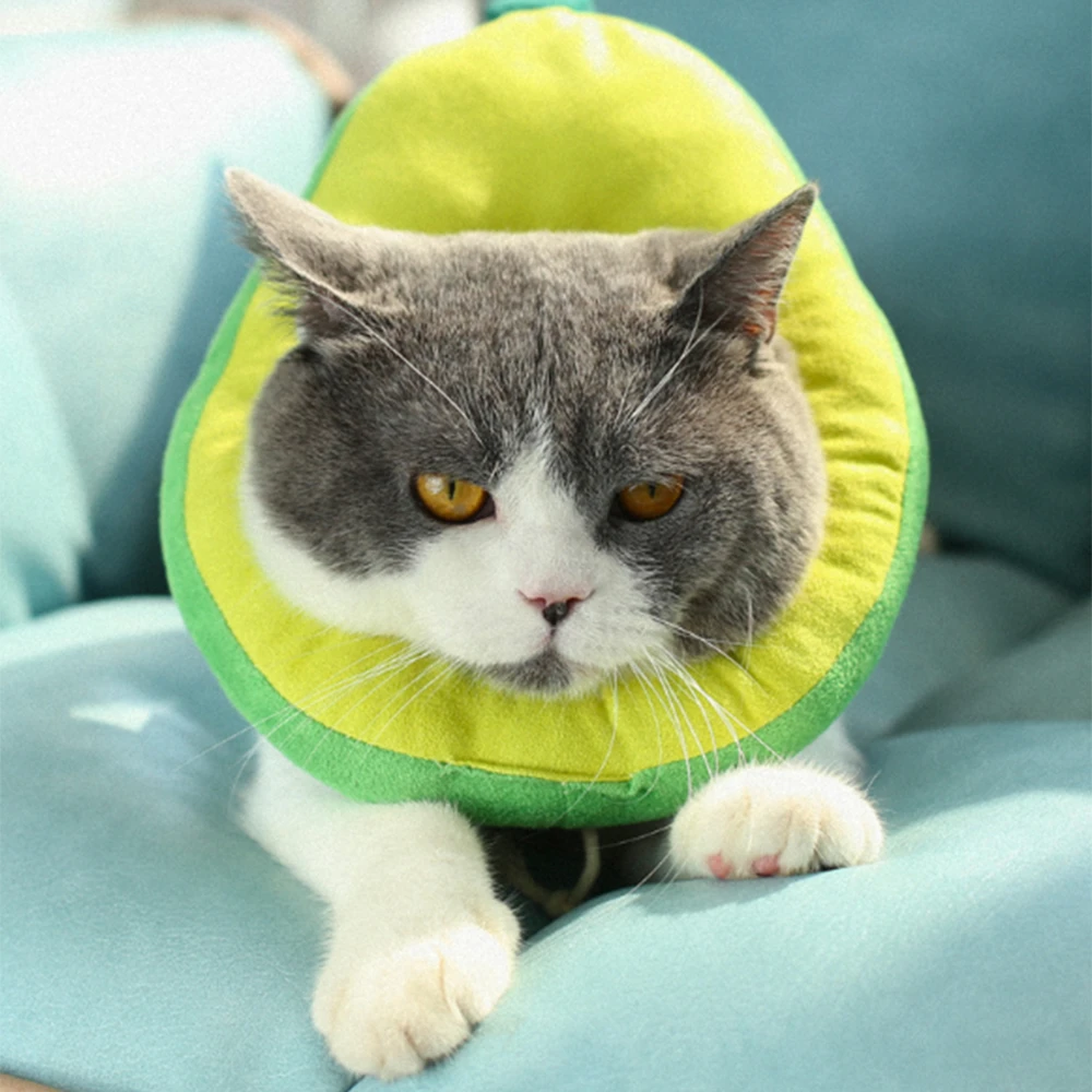 cat surgery cone
