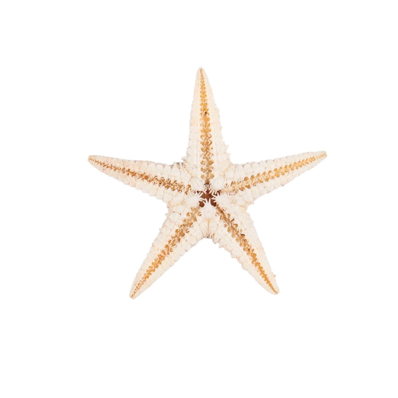 Small Starfish Star Sea Shell Beach Craft 0.4 inch-1.2 inch 90 Pcs