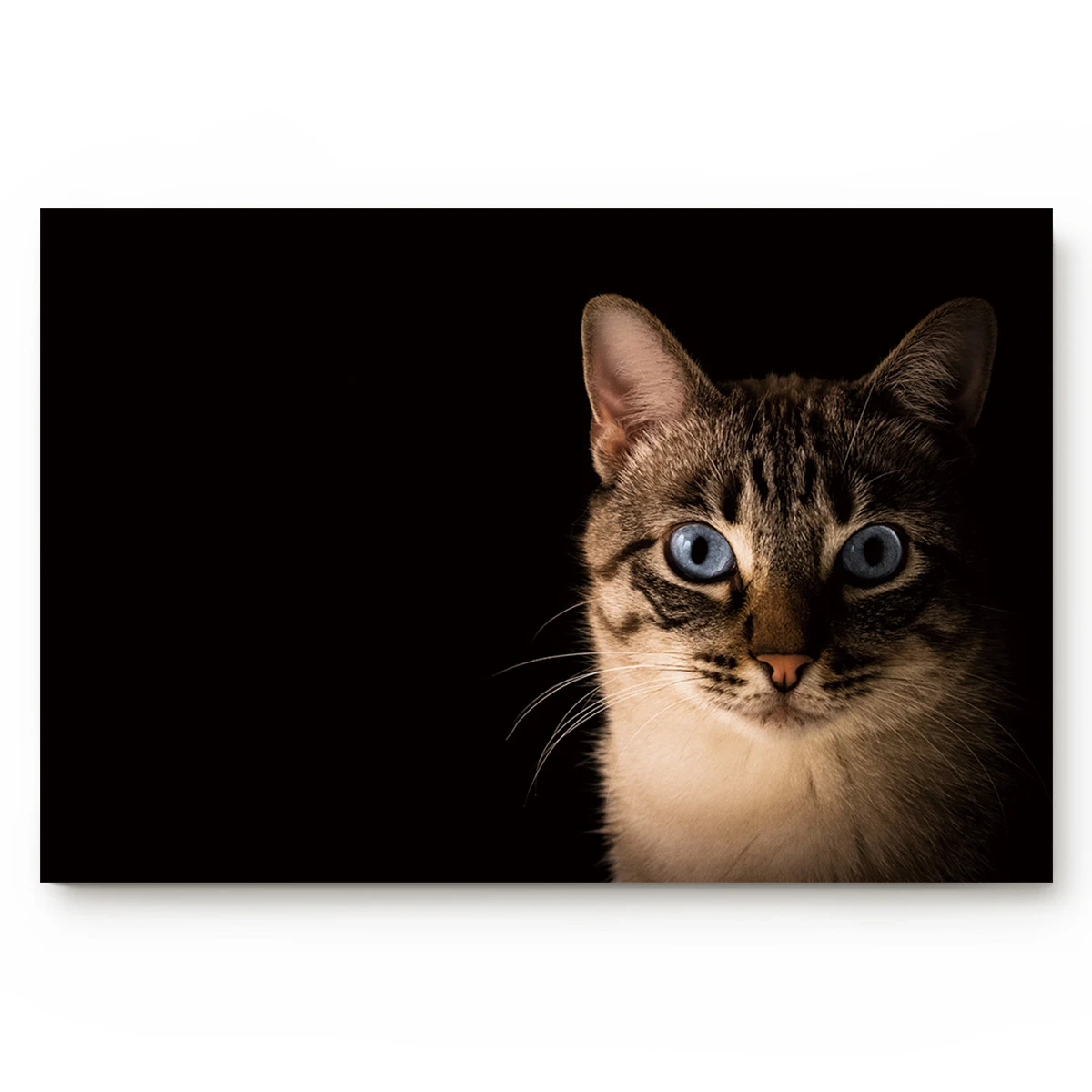 Blue Pupil Cat Looking Straight Non Slip Doormat Bathroom Accessories Set Floor Carpet Home Decor Mat Aliexpress