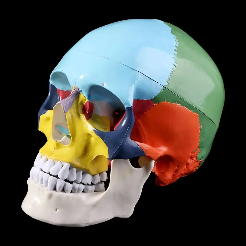 Цветной человеческий череп в натуральную величину, модель анатомической анатомии, медицинская учебная голова скелета, украшение для Хэллоуина, предметы для учебы
