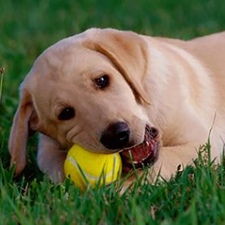 Tennis Balls Colored For Training 10 Color To Choose