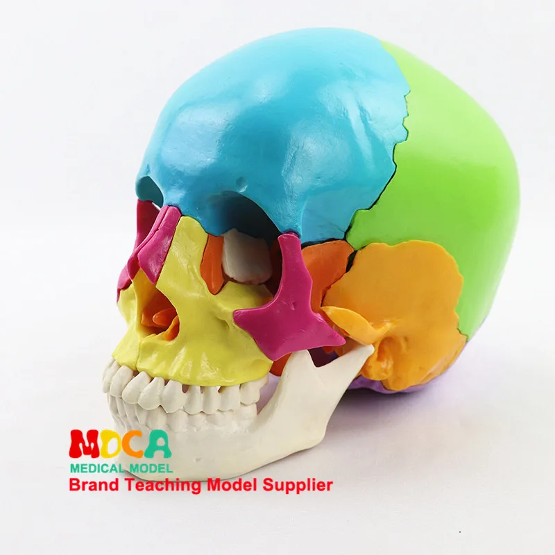 

Medicine Split 22 Parts 1: 1 Human Color Skull Model Head Skull Medical Use Teaching Mtg013