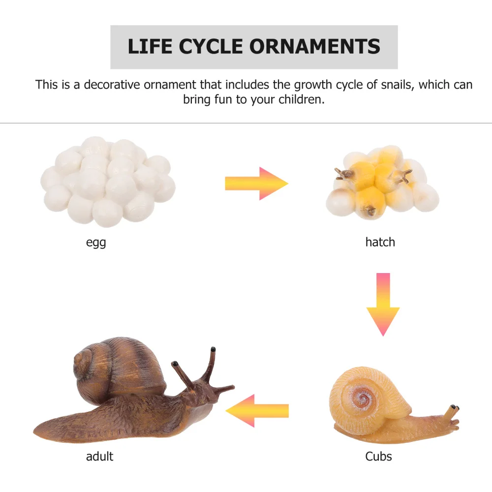 Life Cycle Of A Snail Objects Childrens House Montessori Materials A