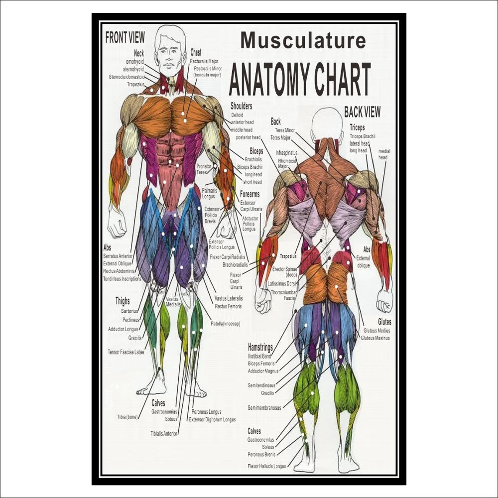 Anatomía De La Prueba Muscular Sistema Muscular | Aprenda Anatomía
