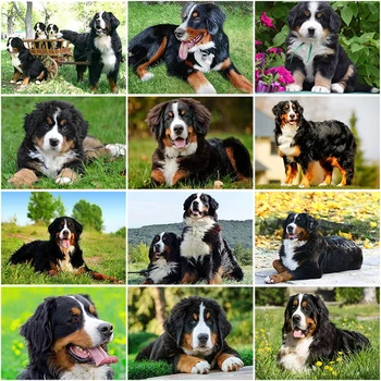 

DIY 5D Diamond Painting Bernese Mountain Dog Diamond Embroidered Cross Stitch Animal Mosaic Full Round Rhinestone Decor Home