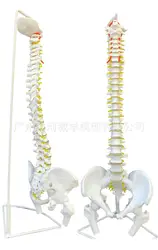 85 см человеческий позвоночник анатомическая модель межпозвоночного диска спинномозговой нерв оципитал шейный грудной полости обучение