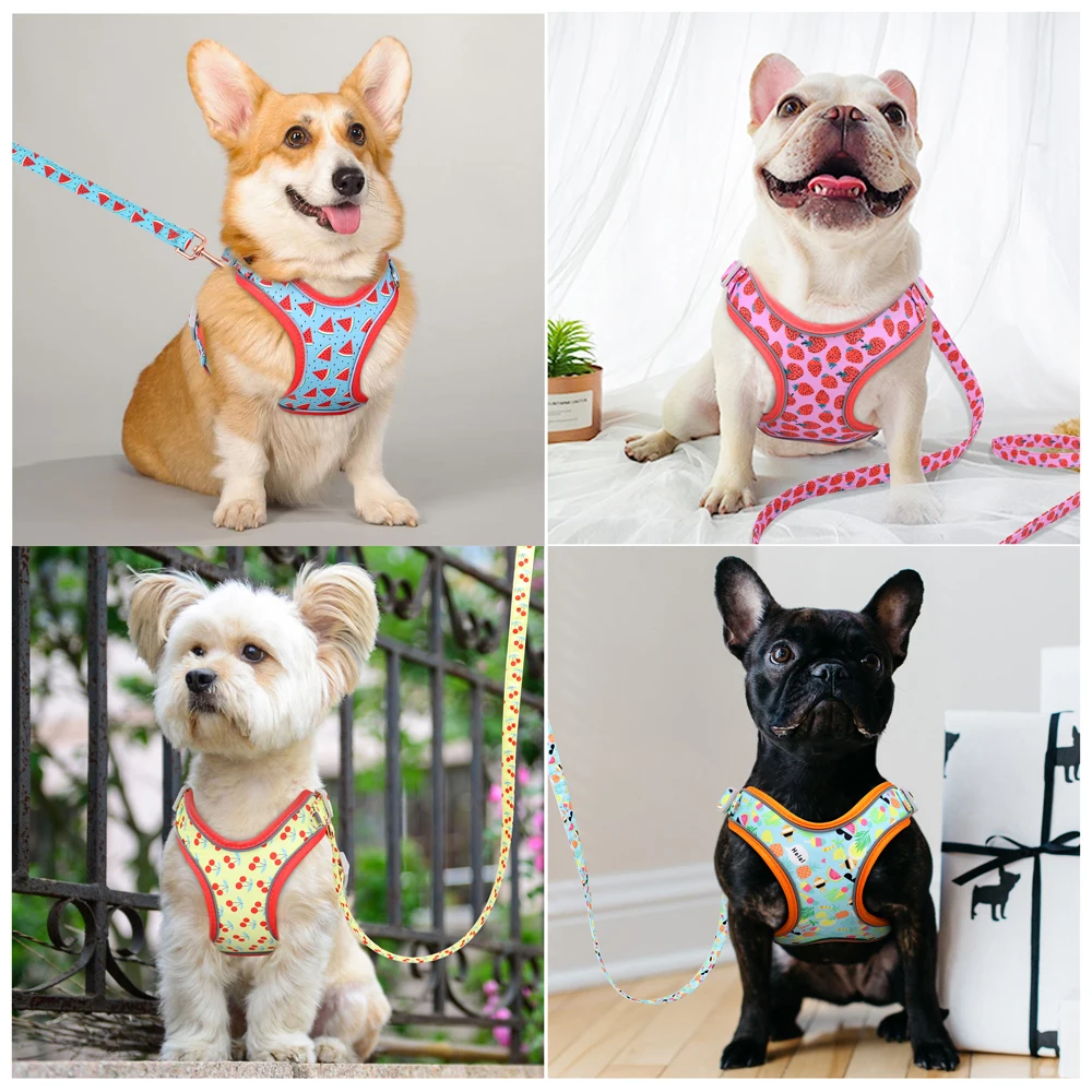 boston terrier harness