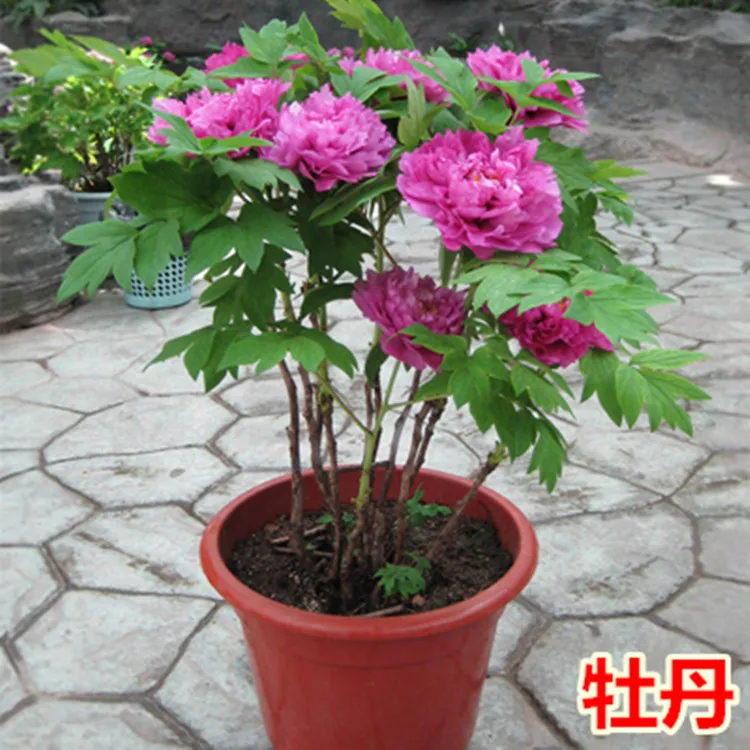 

Four Seasons Peony Seedlings Potted Plant Authentic Luoyang King Western Peony Suitable Living Room Courtyard Cold-resistant