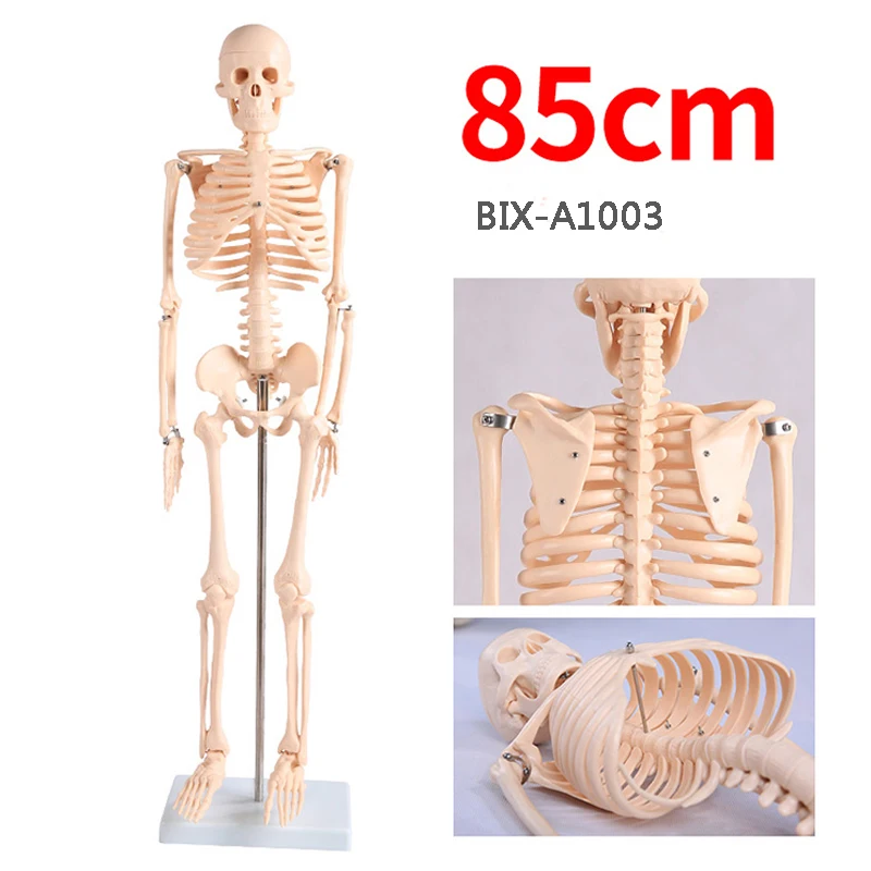Chinon 85cm Life Size Human Anatomical Skeleton Skull Anatomy Body Model Medical Science Teaching Tools Supplies BIX-A1003