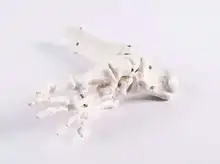 

Human foot bone model Toe joint skeletal model Foot bone medical teaching aids Finger joint teaching