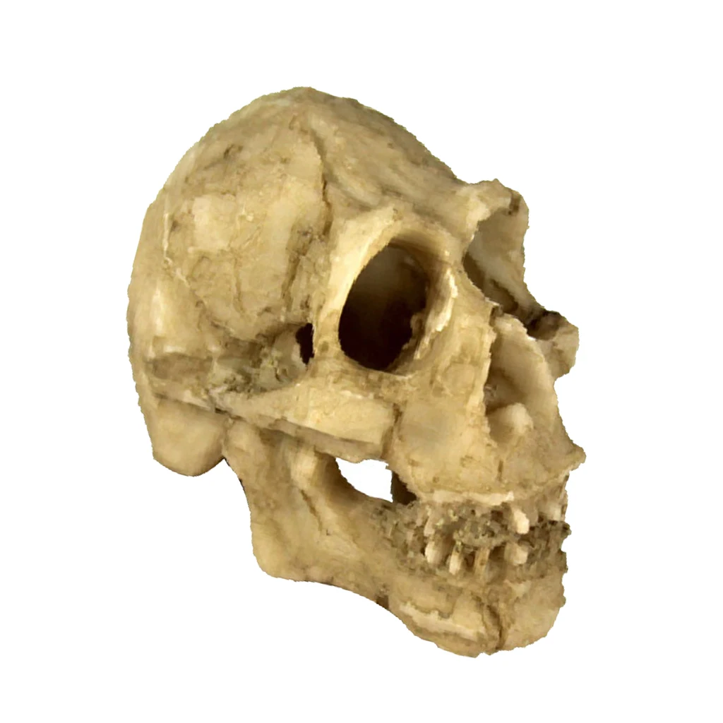Reptile Vivarium Decoration Head Bone Skull Statue Terrarium Aquarium Fish Tank Landscaping Decor Ornament Cave Skull Head