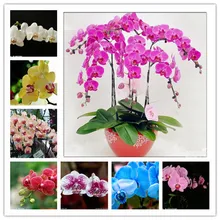 16 種類 100 カラフルなアイリス盆栽の花の植物屋内植物の花、家宝アイリス Tectorum 胡蝶蘭用(China)