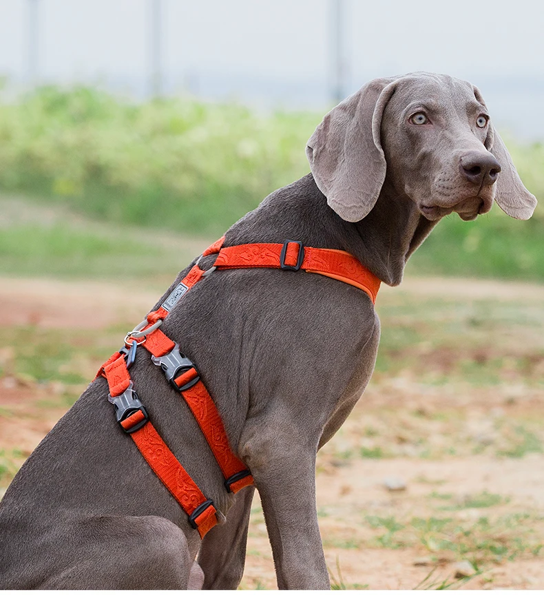 Truelove-cinto para animais de estimação, náilon duplo,