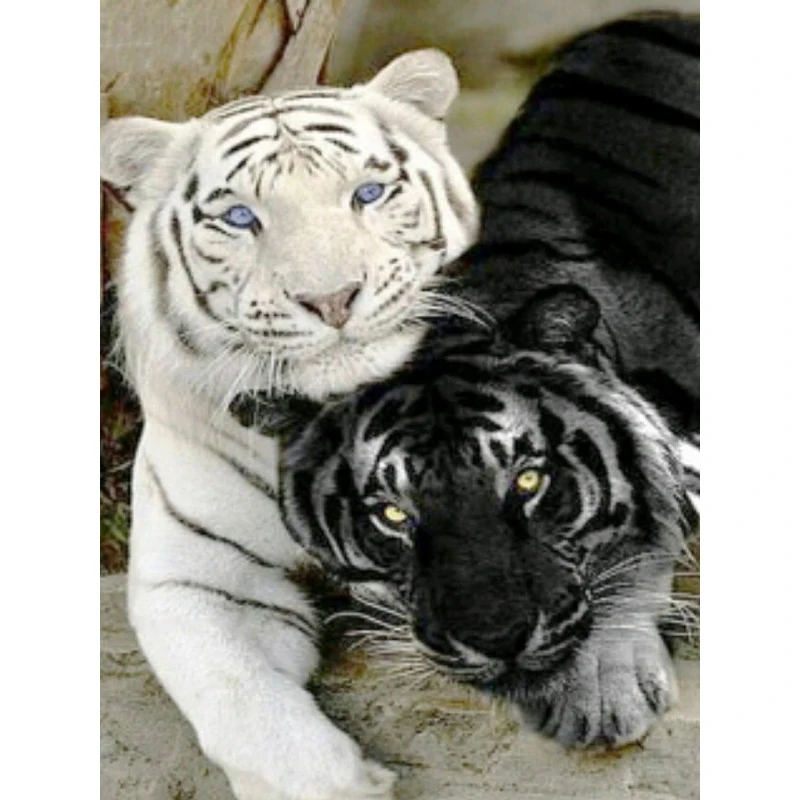 Полный 5D Diy Daimond Картина Вышивка крестом черный и белый тигр 3D Алмазная роспись круглыми стразами вышивка стразами