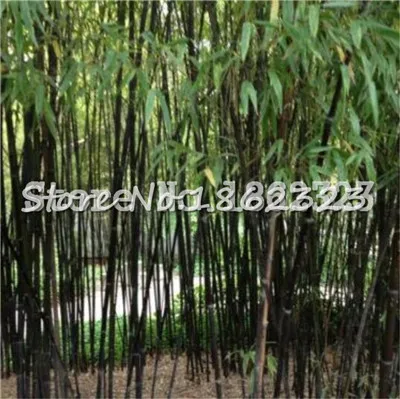 Горячая распродажа! 100 шт черный бамбук Phyllostachys Pubescens редкие, гигантские бамбуковые бонсай Bambusa Lako дерево для домашнего сада - Цвет: 5
