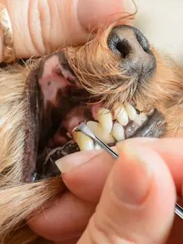 Raspador de dientes para s y gatos, herramienta de limpieza mejorada de acero inoxidable con diferentes cabezales