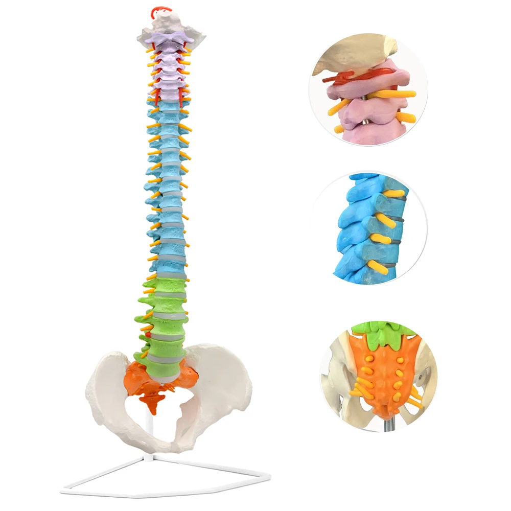 Дидактическая цветная Гибкая анатомическая модель позвоночника, медицинское качество, в натуральную величину(31," высота