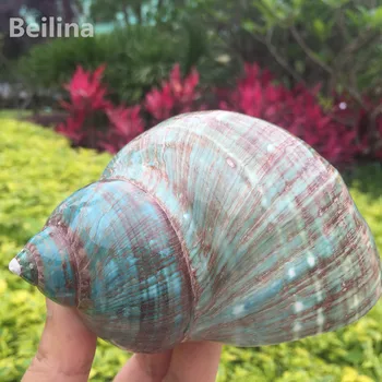 

Polishing Stripe Green Natural shell Conch Fish Tank Aquarium Landscaping Home Decoraition Wedding Landsca Ornaments Gift