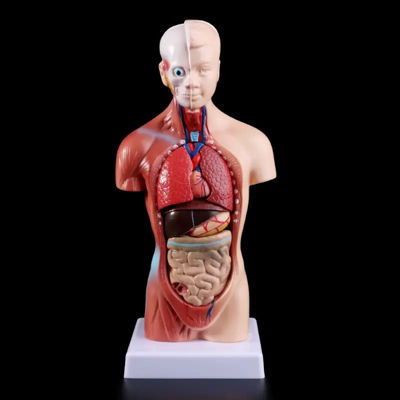 Тела туловища человека модель анатомия, анатомический медицинский внутренние органы для обучения