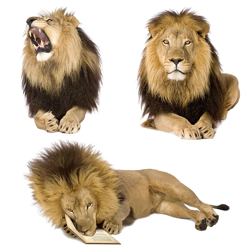 Three Ratels CX18 HD lion sticker wild animal Vinyl PVC Decal For home decoration car sticker