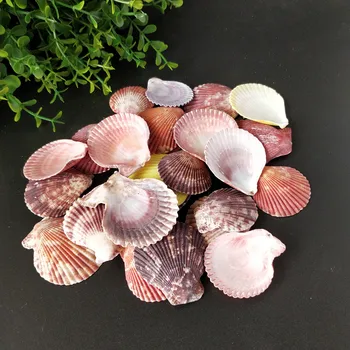 

30pcs Colorful Natural Seashells Decorations Scallop Shells Crafts Decor Ornament Colorful shells sea star fish conh