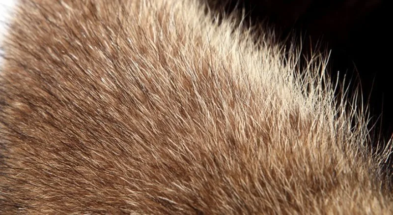 conew_4840429902_312492287_conew1