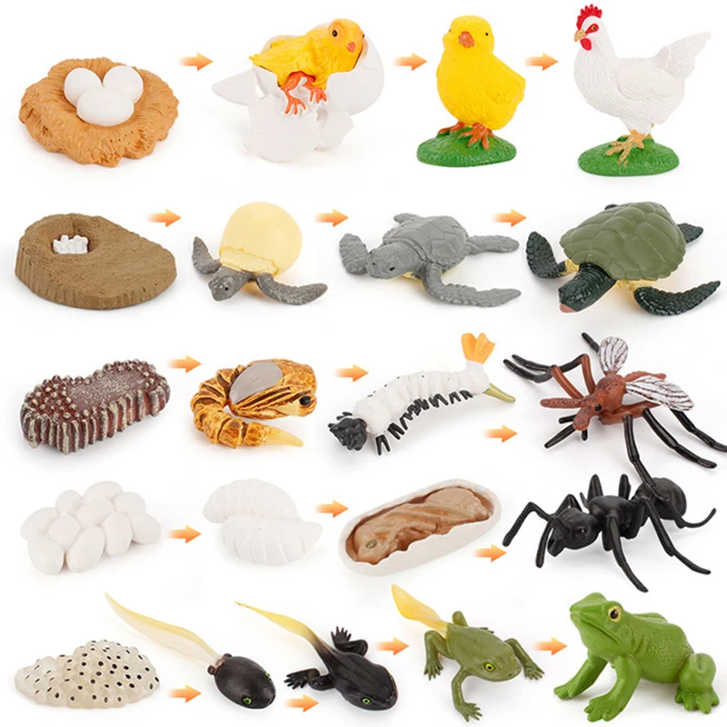 

Animals Growth Cycle Life Cycle Model Set Frog Ant Mosquito Sea Turtle Simulation Model Action Figures Teaching Material For Kid