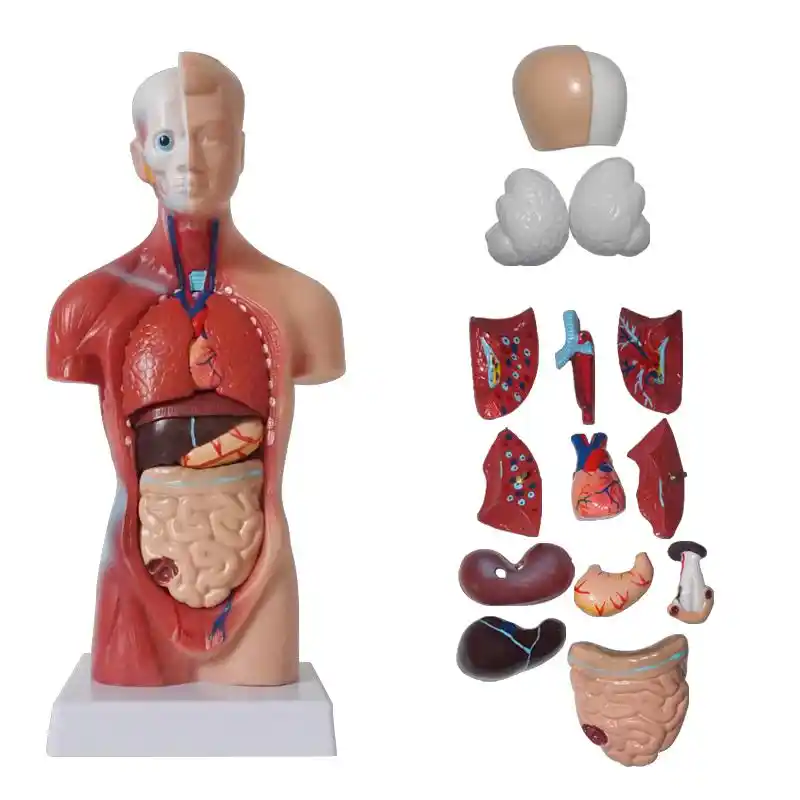 Human Body Model Torso Anatomy Anatomical Medical Internal Organs Skeleton Visceral Brain Anatomical Teaching Can Dropshipping Human Torso Model Anatomy Torsohuman Torso Aliexpress