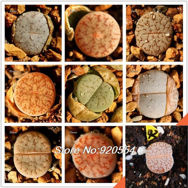 Красивый каменный цветок! 50 шт. литопс супер смешанные суккуленты-DIY домашний сад