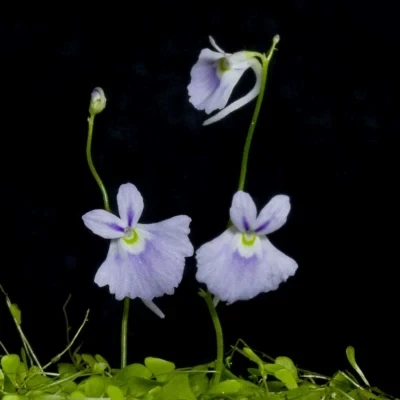 100 шт свежий настоящий Utricularia sandersonii Semillas-Плотоядный F комнатный цветок растение P-Sementes(Li-Zao