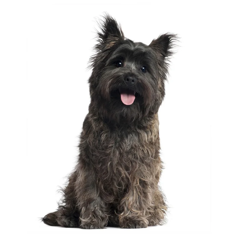 Алмазная мозаика картина с квадратными стразами собаки терьера 5D стразы вышивка