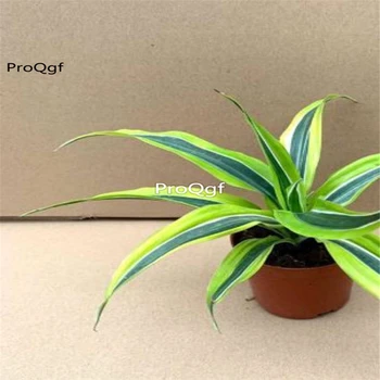 

Ngryise 1Pcs A Set Dracaena deremensis Roehrs Gold