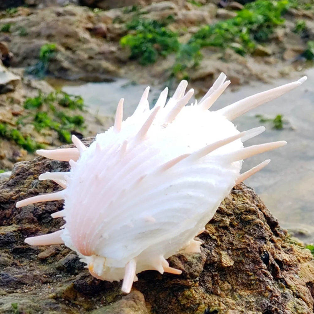 Natural Shell Ornaments Natural Conch Sea Shell Spondylus Shell 1pcs 8-9cm For Fish Tank Decoration Gift