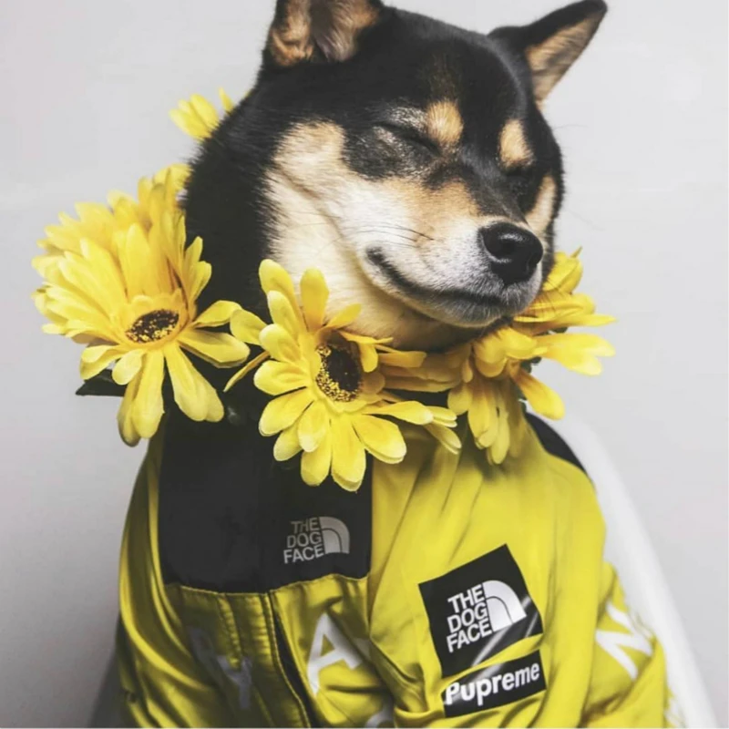 Одежда для собак, куртки, пальто, ветрозащитная рубашка, куртка для собак, спортивная ретро Одежда для питомцев, одежда для маленьких собак, щенков, Ropa Perro Pitbull