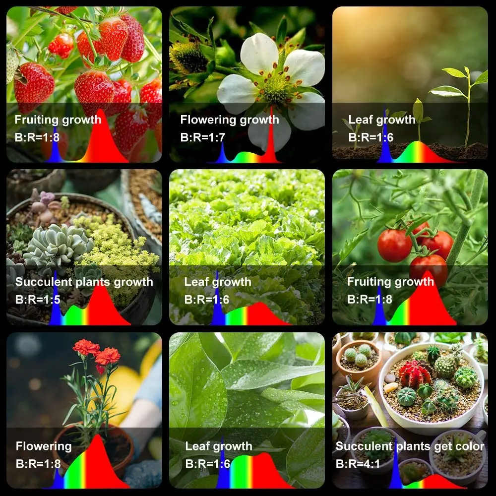 71Zqe0wlO8L._AC_SL1000_