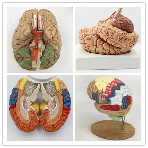 Modelo de anatomía del cerebro humano desmontable, modelo de cerebro  cerebrovascular, equipo de enseñanza médica|Ciencia médica| - AliExpress